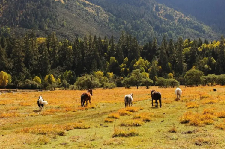 懂西藏的人，一定不會(huì)錯(cuò)過林芝的秋天