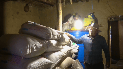 青稞“蛻變”，牦?！俺鋈Α?！看西藏農(nóng)牧民的“十四五”豐收答卷