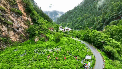 青稞“蛻變”，牦?！俺鋈Α?！看西藏農(nóng)牧民的“十四五”豐收答卷