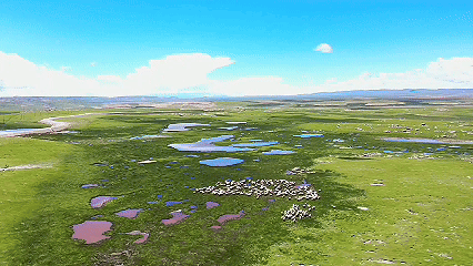 青稞“蛻變”，牦?！俺鋈Α保】次鞑剞r(nóng)牧民的“十四五”豐收答卷