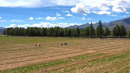 青稞“蛻變”，牦?！俺鋈Α?！看西藏農(nóng)牧民的“十四五”豐收答卷