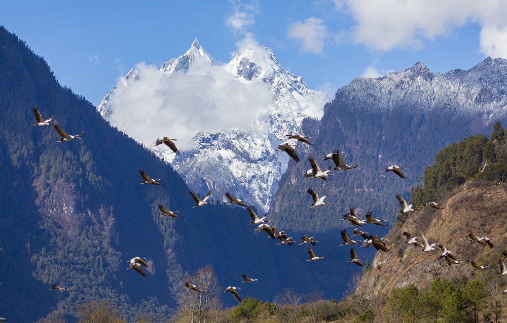 黑頸鶴蹁躚起舞美如畫(huà)。索多攝