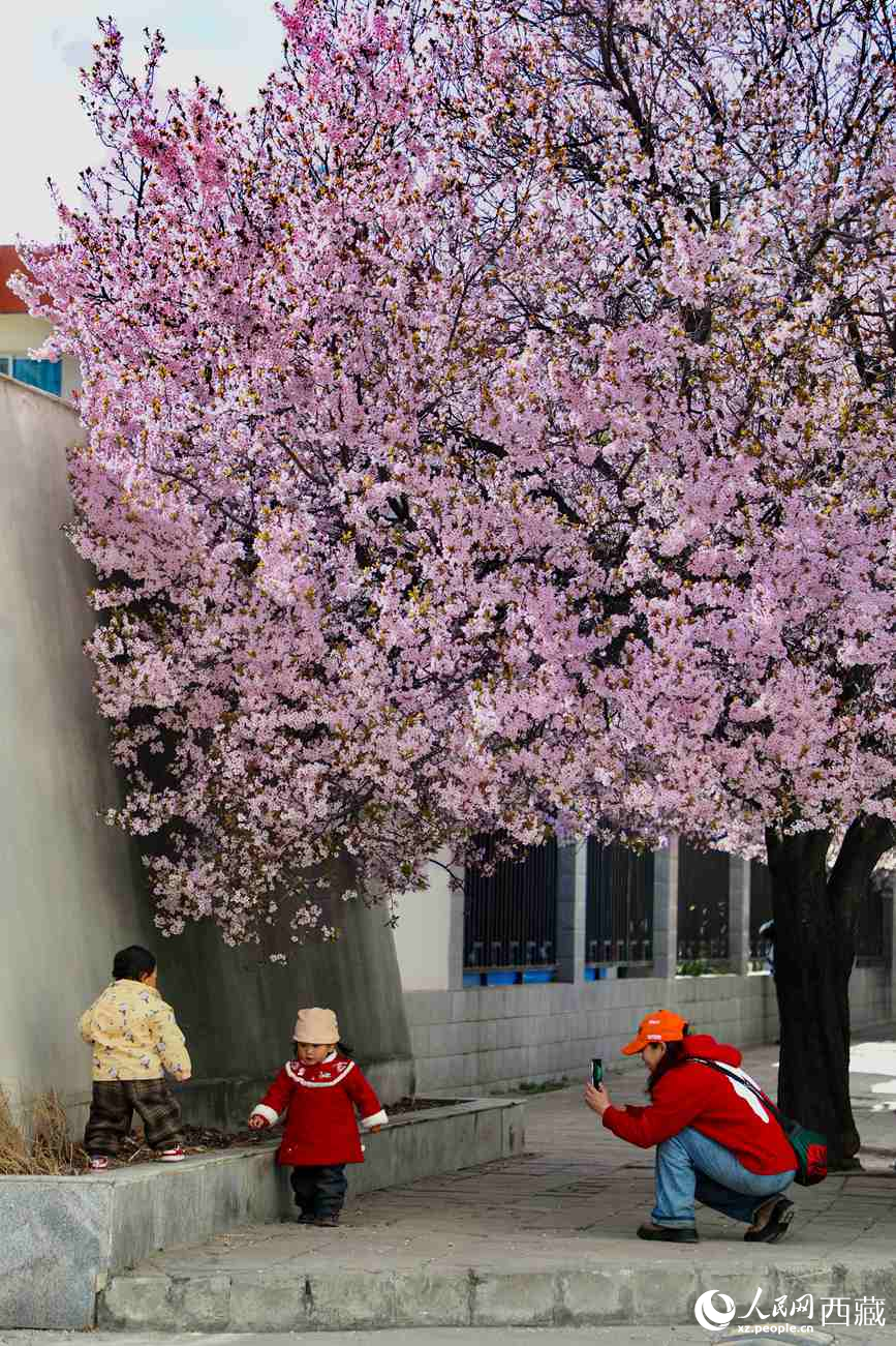 桃林下，拉薩市民游客樂享春光。人民網(wǎng)記者 次仁羅布攝