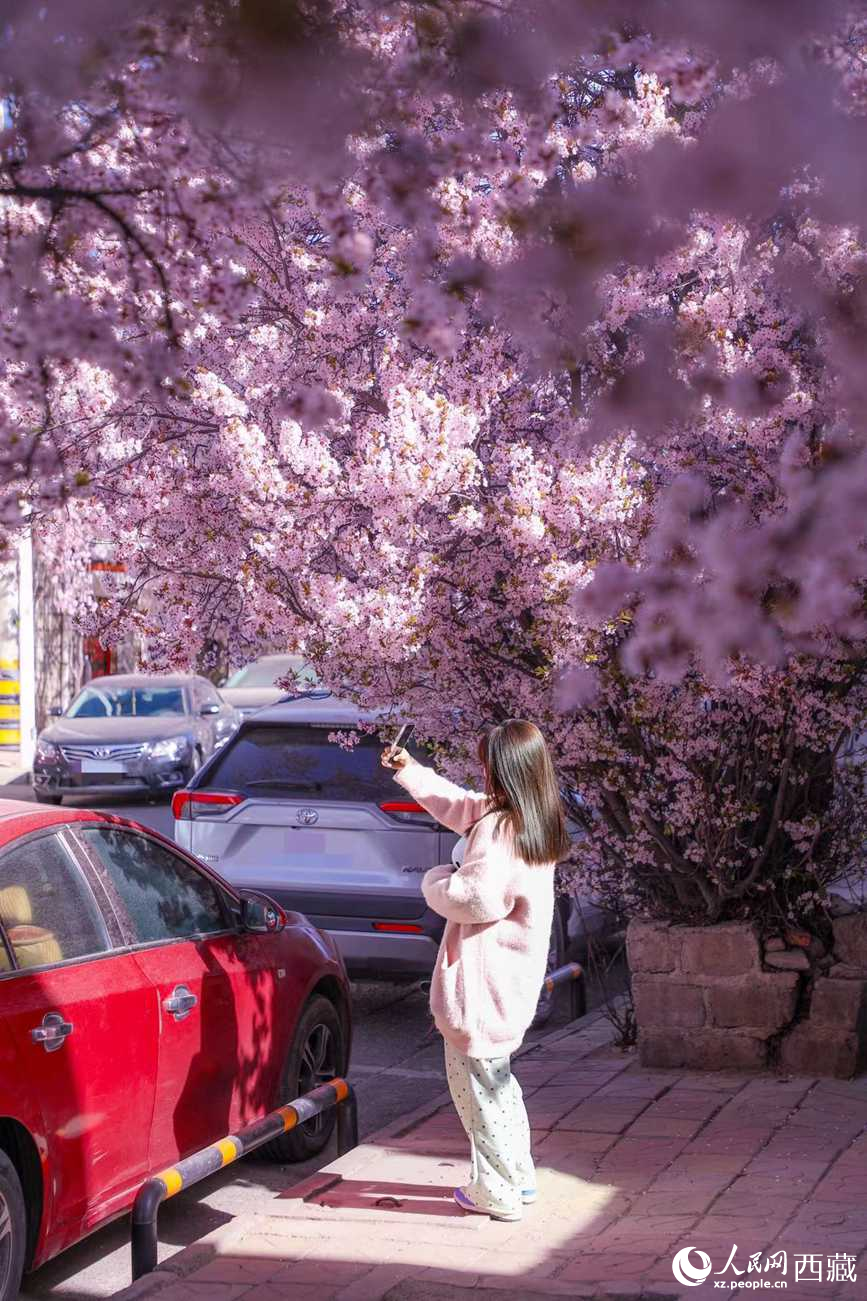 桃林下，拉薩市民游客樂享春光。人民網(wǎng)記者 次仁羅布攝