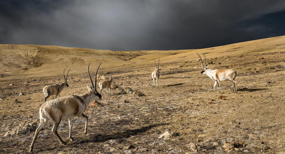 “高原精靈”藏羚羊。尼瑪多吉攝