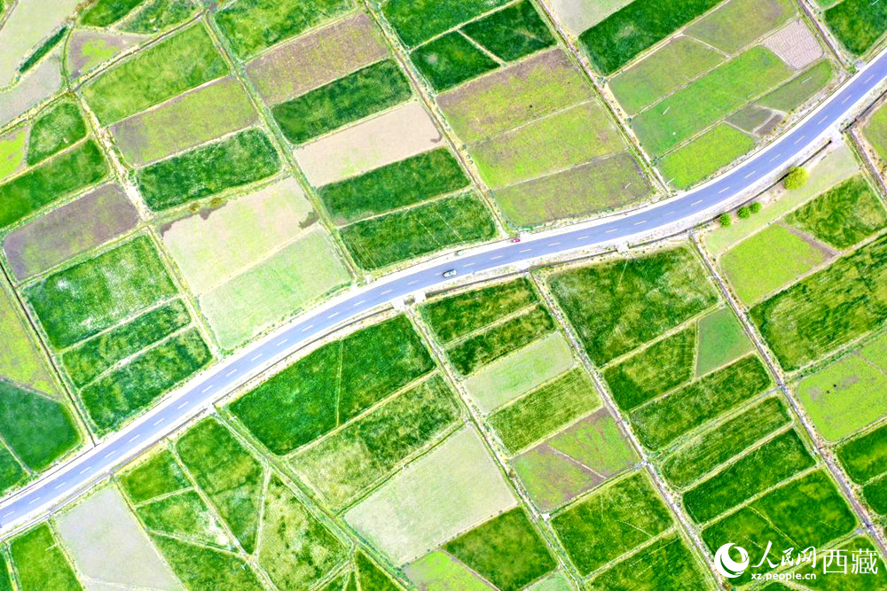 無(wú)人機(jī)視角下的西藏山南市瓊結(jié)農(nóng)田。人民網(wǎng)記者 次仁羅布攝