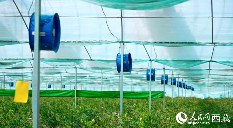 藍(lán)莓種植的智能溫室場(chǎng)景。羅雨欣攝