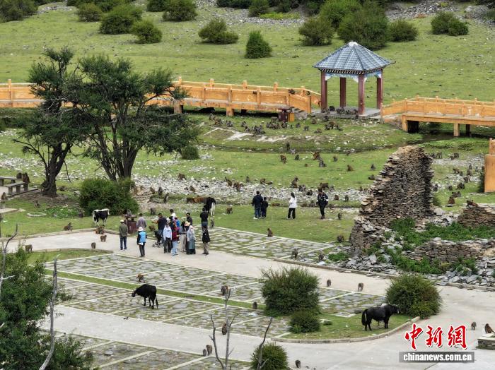 西藏林芝：國慶首日藏獼猴棲息地迎客來