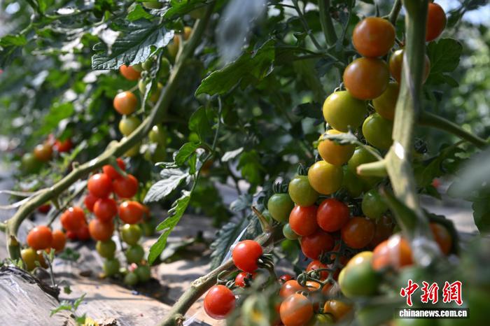 西藏墨竹工卡縣農(nóng)業(yè)示范園：賦能現(xiàn)代農(nóng)業(yè)發(fā)展帶動(dòng)民眾增收致富