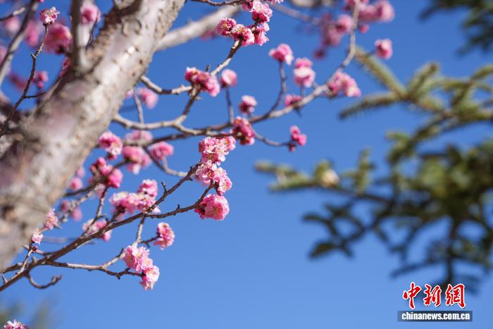 西藏拉薩:桃花盛開春意濃市民樂享高原春光